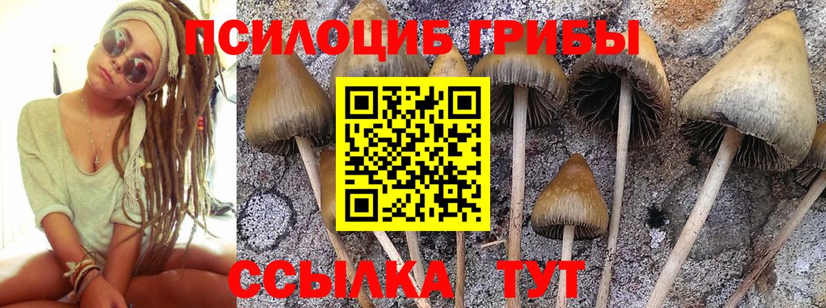 Галлюциногенные грибы Magic Shrooms  Вход с VPN  Галлюциногенные грибы Psilocybine cubensis  Россия 