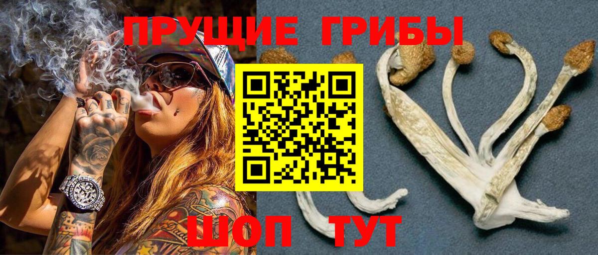 Галлюциногенные грибы Psilocybine cubensis Россия